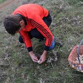 Micocyl estima una producción micológica «baja» para este otoño en Burgos