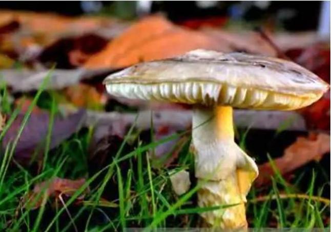 Amanita phalloides