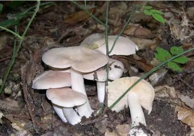 Entoloma sinuatum