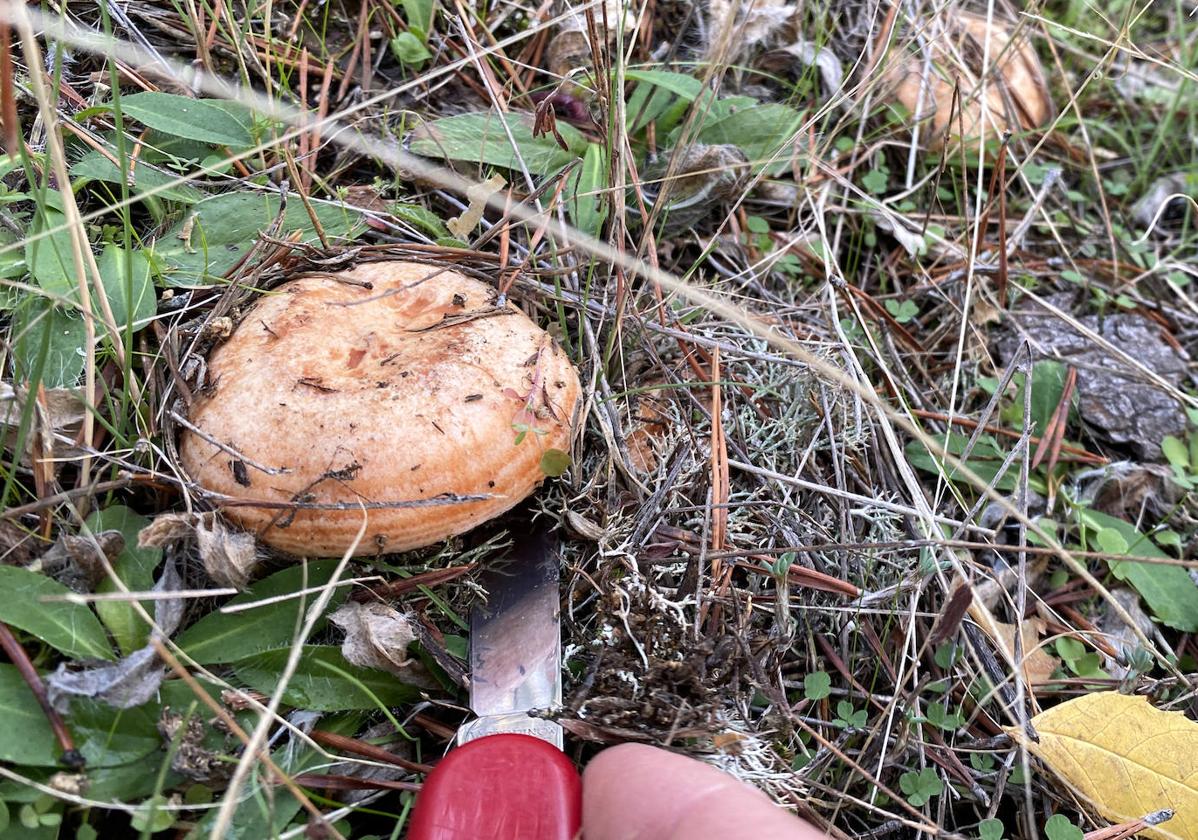 La producción de setas en la provincia de Burgos se estima baja para esta temporada.