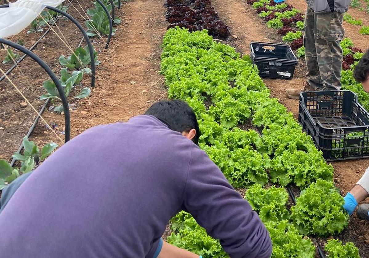 La comarca de Lara realiza un trabajo por avanzar en un sistema alimentario más justo, sano y respetuoso.