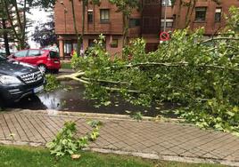 Las tormentas de septiembre derribaron árboles y ramas.