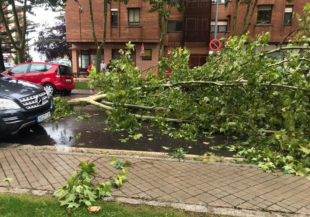 Las tormentas de septiembre derribaron árboles y ramas.