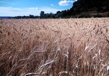 Un modelo alimentario «más justo»: prácticas sostenibles en el campo de Lara y Pinares