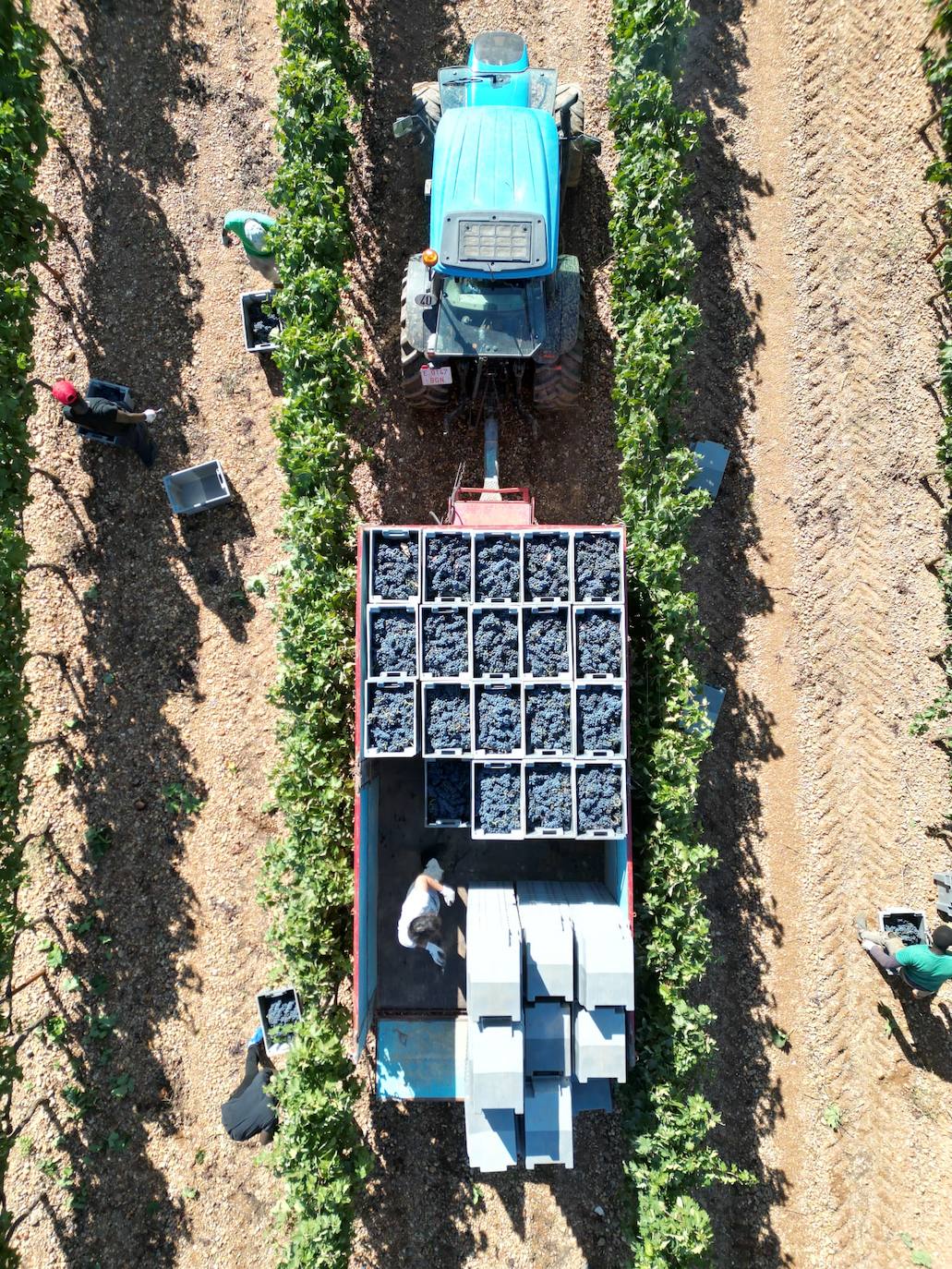 Ribera del Duero cierra la campaña de vendimia con 117 millones de kilos de uva