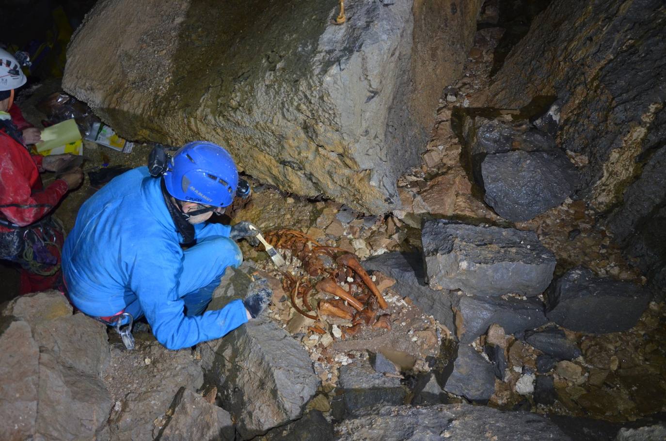 Proceso de extracción de los restos óseos del oso.