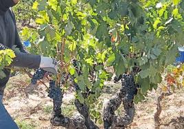 Imagen de archivo de una temporera recogiendo uvas durante la vendimia en la Ribera del Duero.