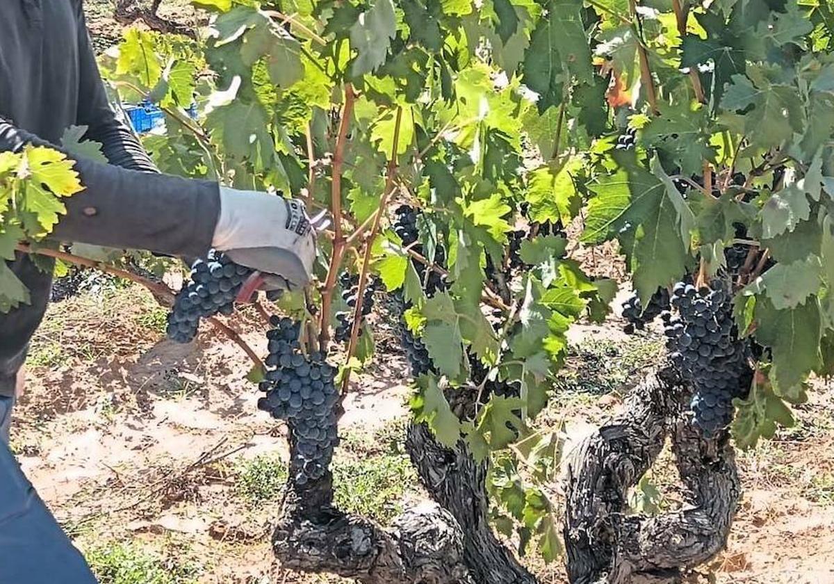 Imagen de archivo de una temporera recogiendo uvas durante la vendimia en la Ribera del Duero.