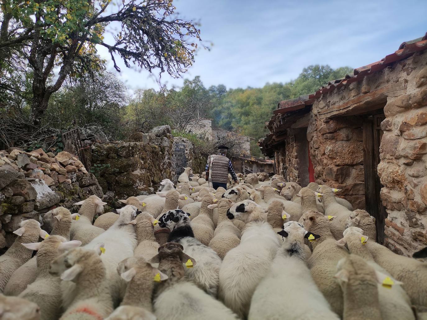 La trashumancia se apodera de Tolbaños de Arriba