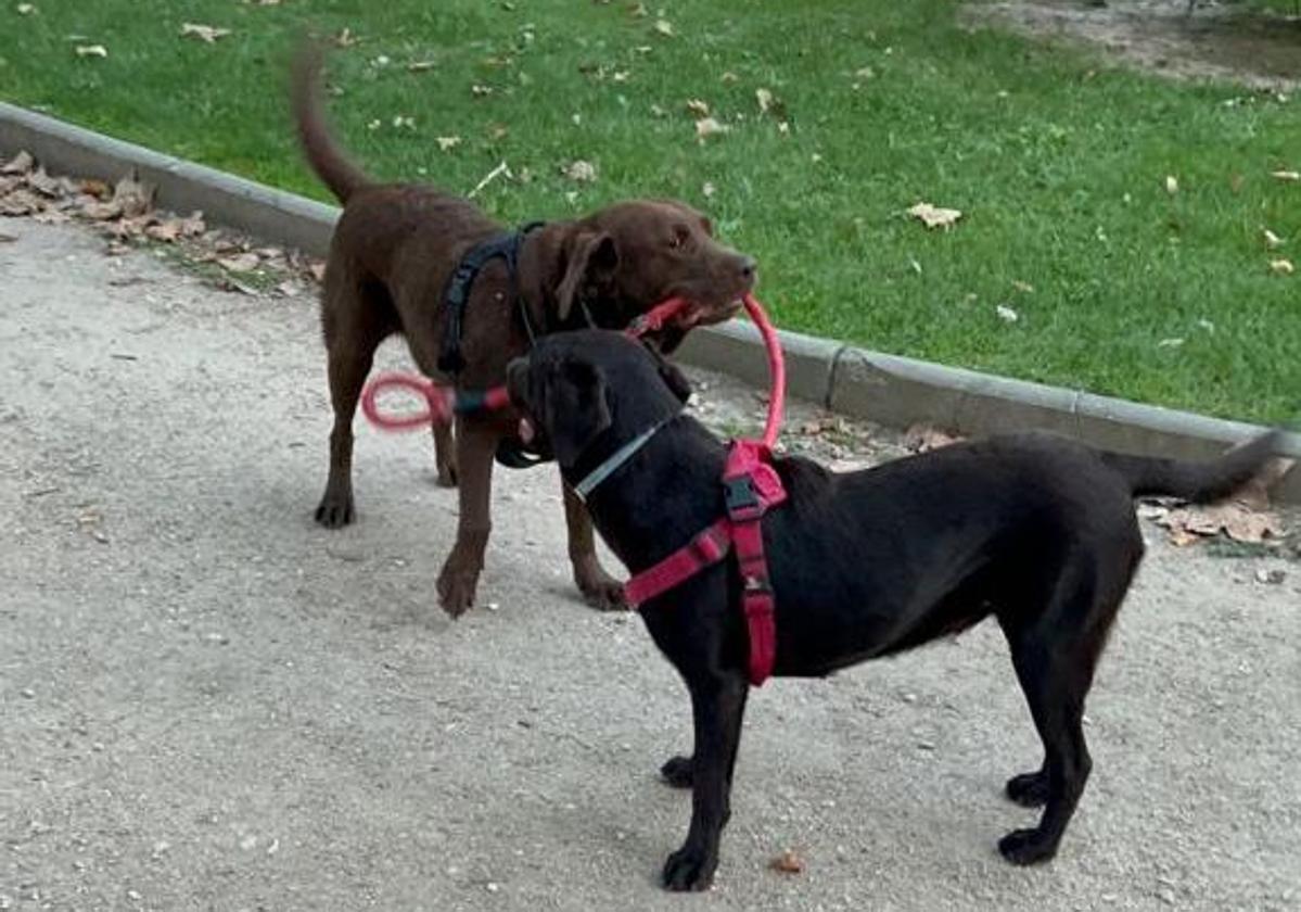 Scooby Medina es la encargada de la gestión de los perros de la ciudad.