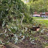 Ramas caídas y muchos problemas por el viento en Burgos