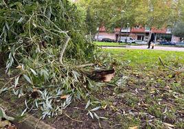 La provincia de Burgos ha amanecido con cientos de ramas caídas y árboles arrancados.