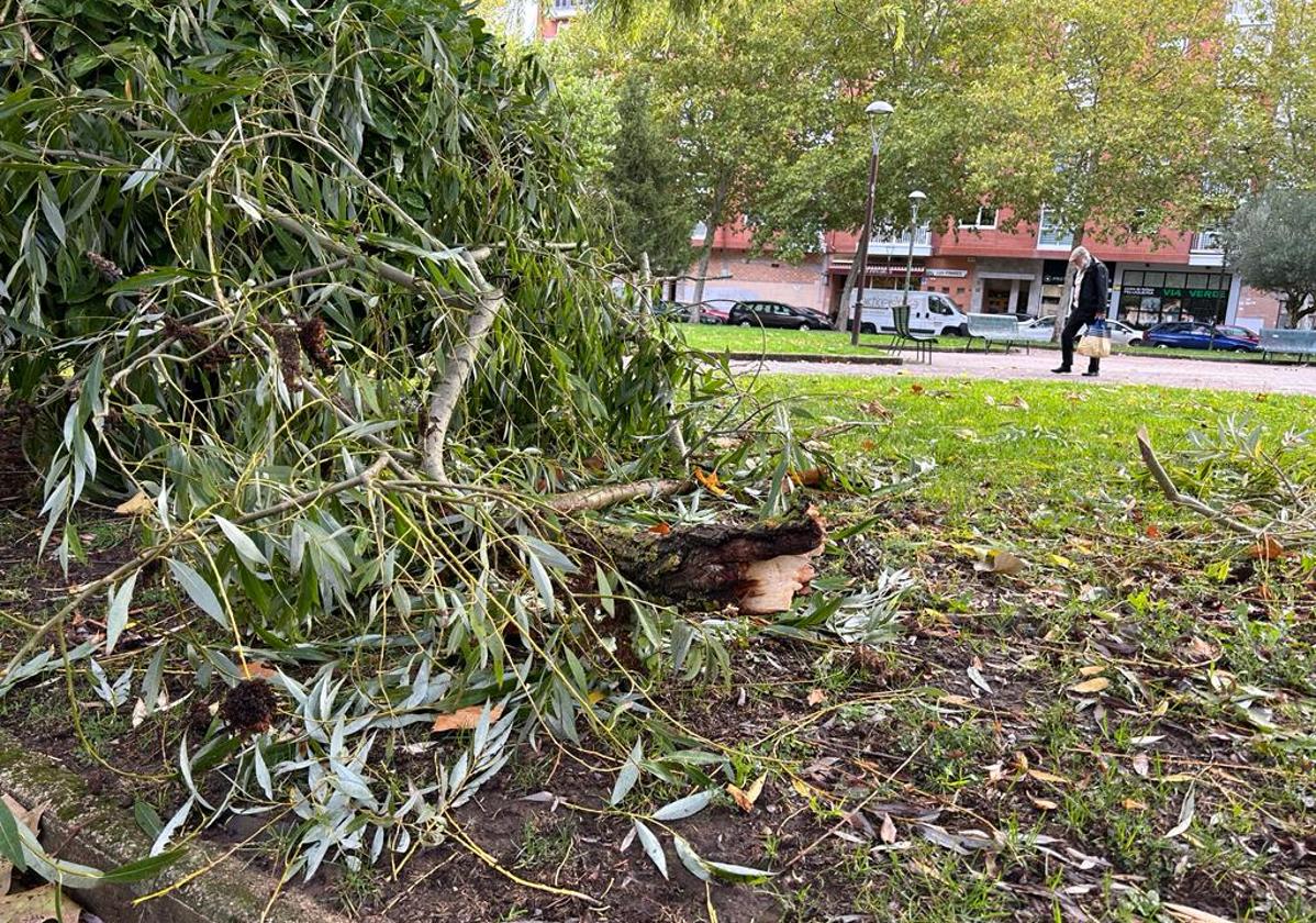 La provincia de Burgos ha amanecido con cientos de ramas caídas y árboles arrancados.