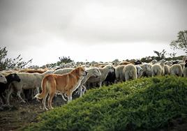 Ovejas en el monte del Valle de Valdivielso.