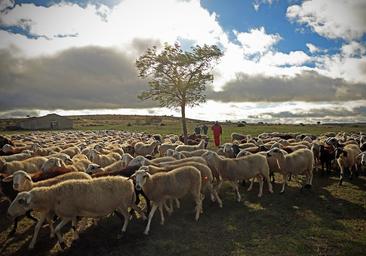 Los pastores de Burgos que conviven con el lobo gracias a la innovación, la ecología y los conocimientos familiares