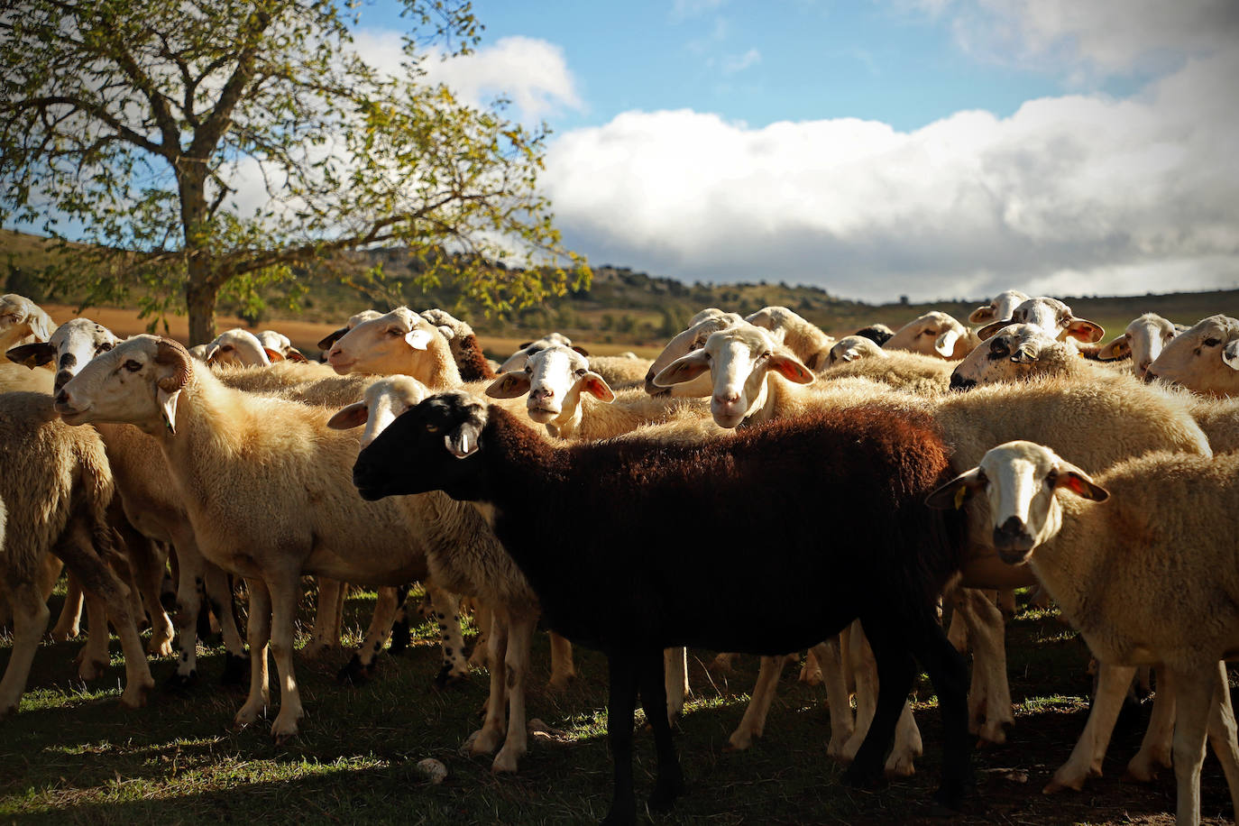 Conocimientos tradicionales e innovación con los últimos pastores de Valdivielso