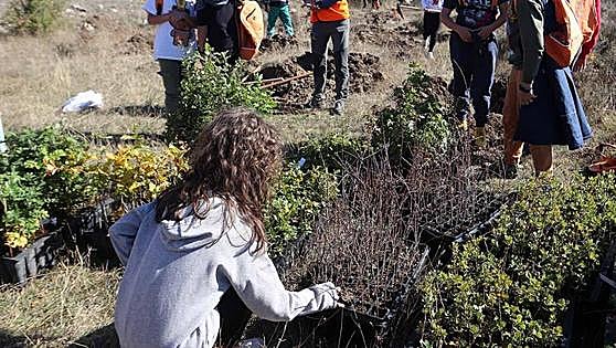 Objetivo: plantar 30.000 árboles en Burgos