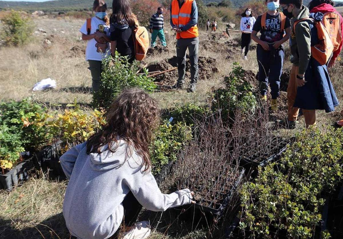 Imagen de archivo de una de las jornadas de plantación de árboles de la Fundación Kronospan.