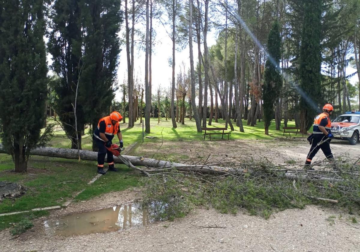 Labores de retirada de los árboles.