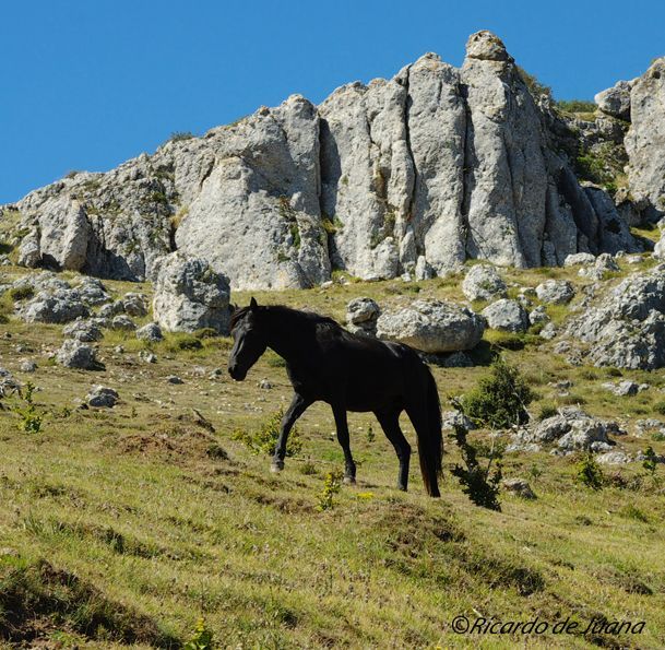 Gestión particular y un centro de doma y equitación para el futuro del caballo losino