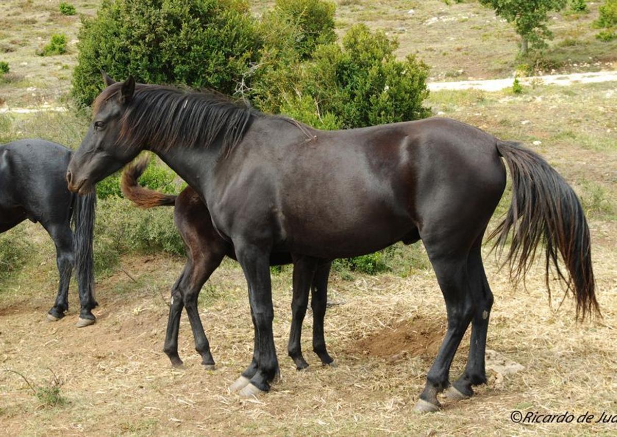 Imagen secundaria 1 - Caballos losinos en los montes de Pancorbo. 