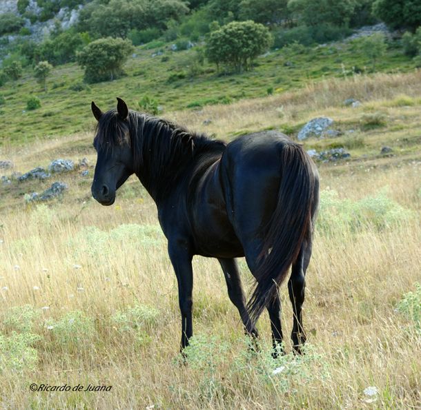 Gestión particular y un centro de doma y equitación para el futuro del caballo losino