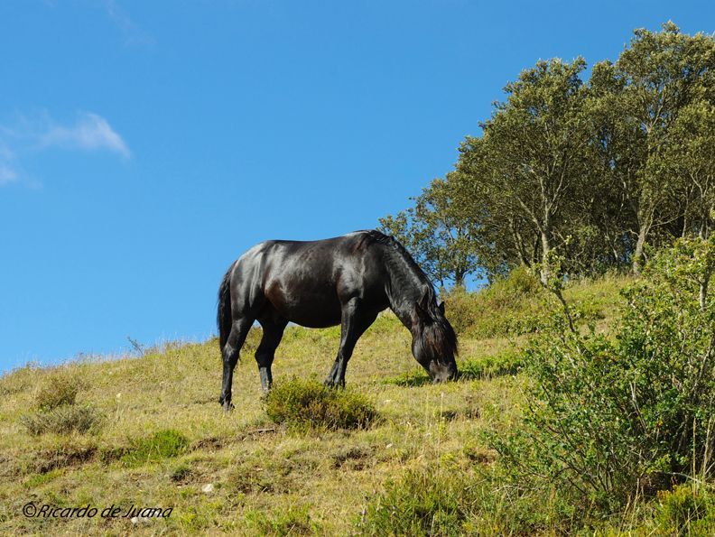 Gestión particular y un centro de doma y equitación para el futuro del caballo losino