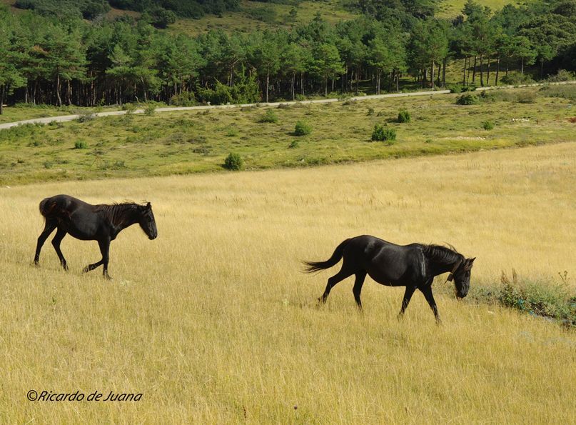 Gestión particular y un centro de doma y equitación para el futuro del caballo losino