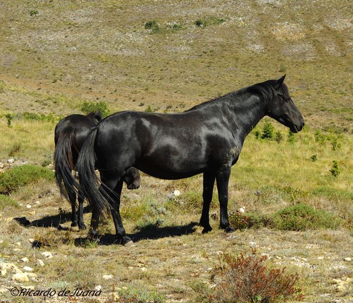 Gestión particular y un centro de doma y equitación para el futuro del caballo losino