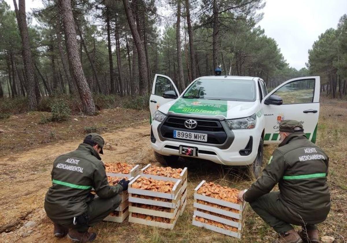 Decomiso de 85 kilos de níscalos.