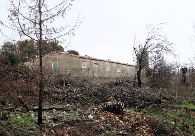 Árboles calcinados en el exterior de la granja de cerdos de Quintanilla del Coco.