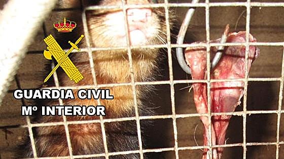 Denuncian a otra explotación ganadera en Burgos por maltrato animal