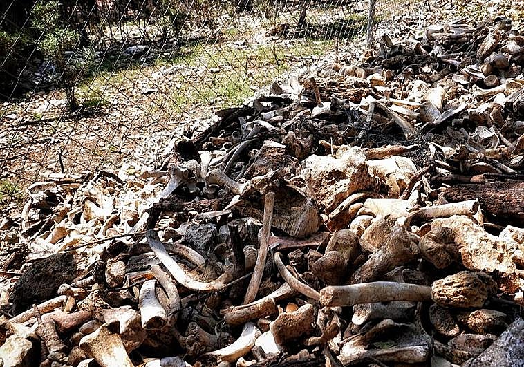 Imagen del supuesto muladar en el exterior de la granja de cerdos.