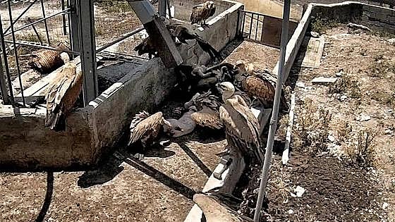 Facua pide investigar la granja de Quintanilla del Coco «tras las denuncias por mal estado»
