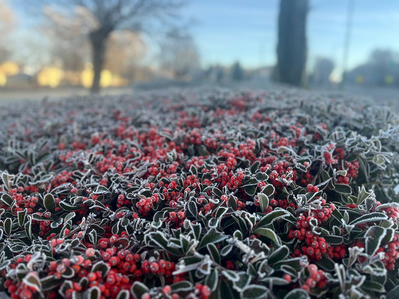Burgos despierta blanca con una nueva cencellada