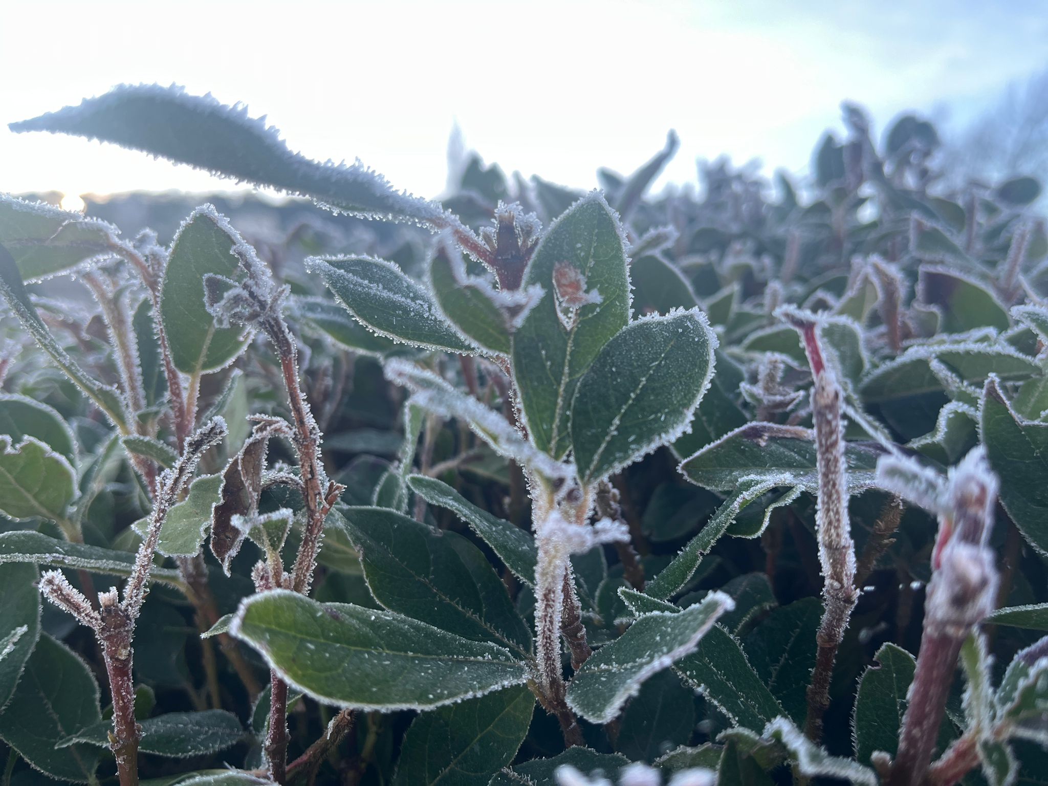Burgos despierta blanca con una nueva cencellada