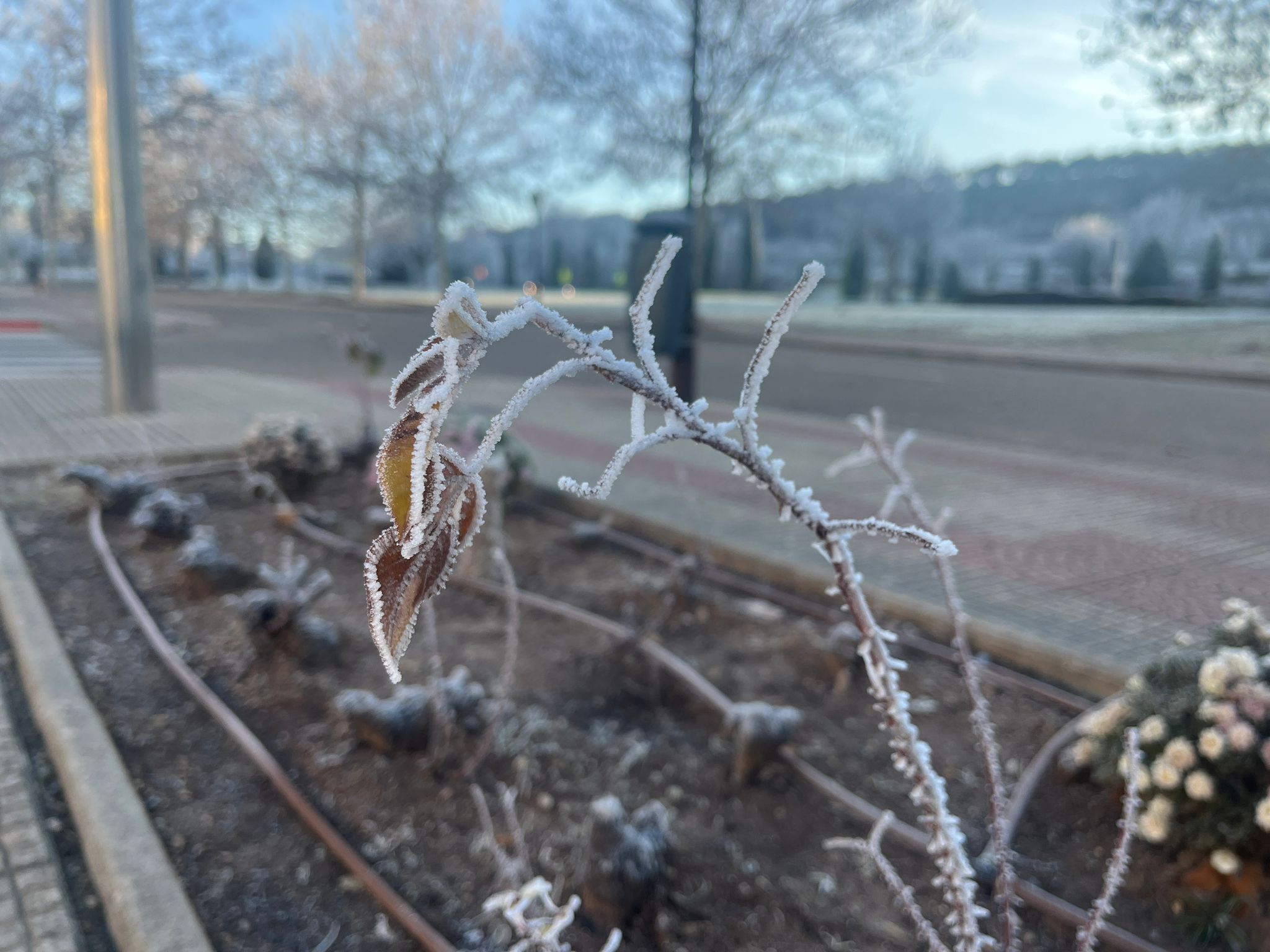 Burgos despierta blanca con una nueva cencellada