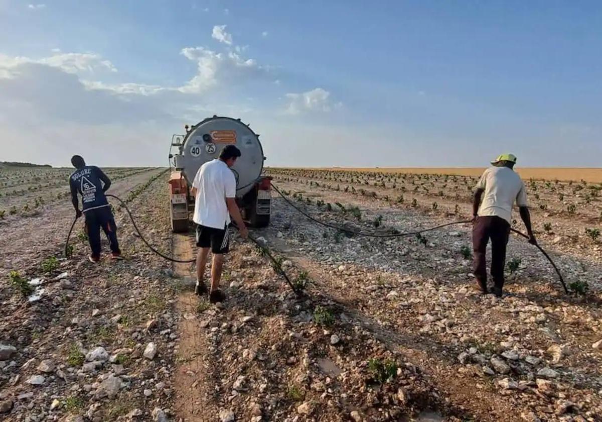 Varios trabajadores riegan con cisterna un viñedo en Moradillo de Roa.