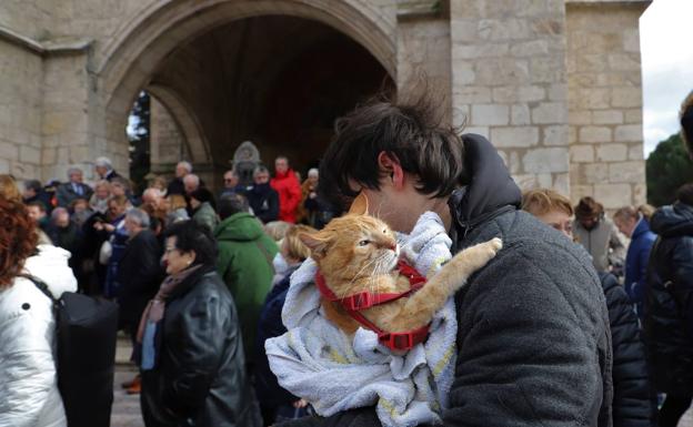 Galería. Una veintena de mascotas han asistido a la bendición de San Antón 