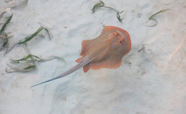 Manta raya de manchas azules, la única especie de arrecife de coral que está aumentando en población.