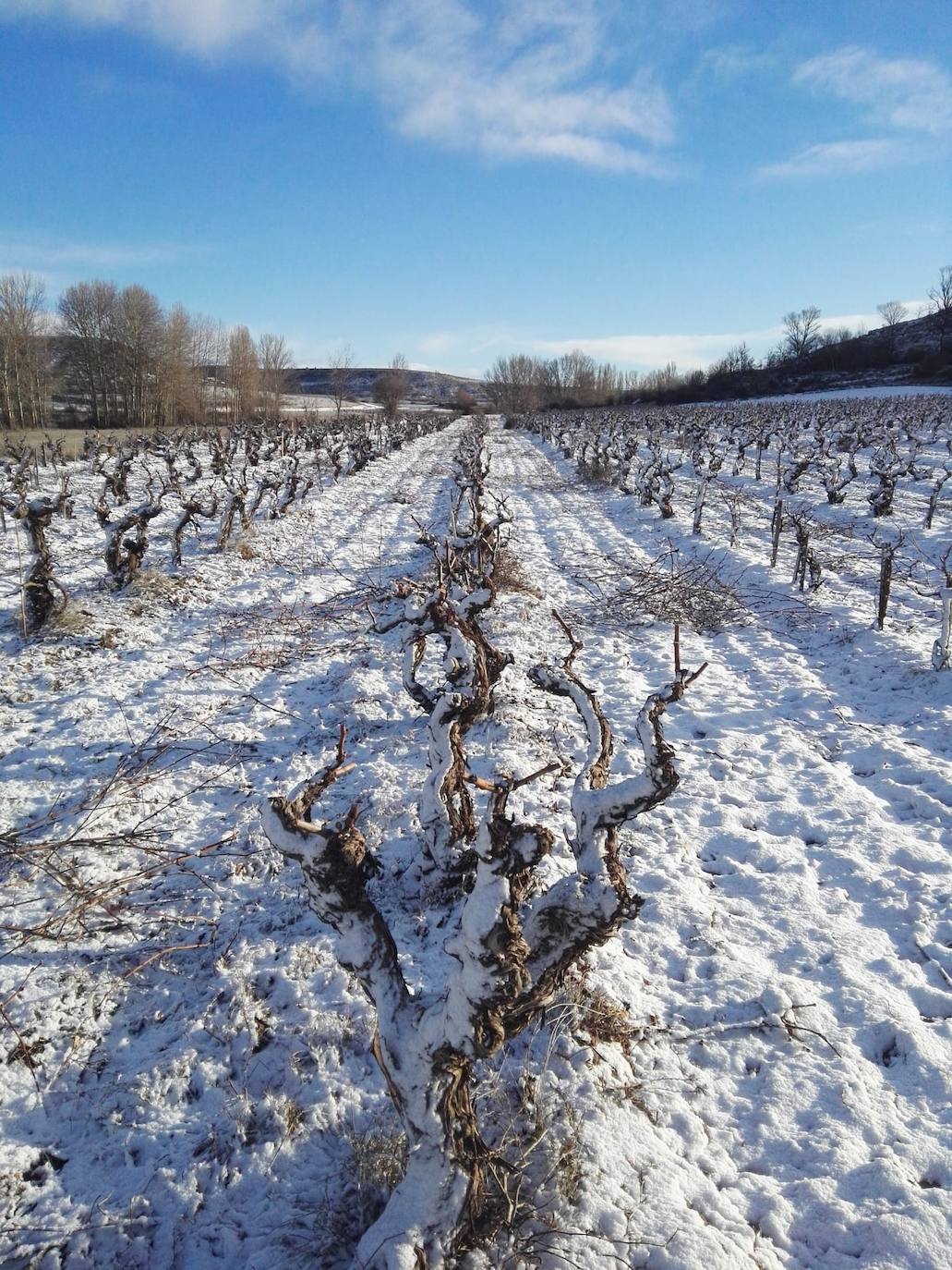 Viñedos nevados en Viejas de Izán, en Gumiel de Izán