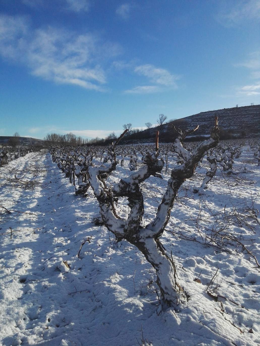 Viñedos nevados en Viejas de Izán, en Gumiel de Izán