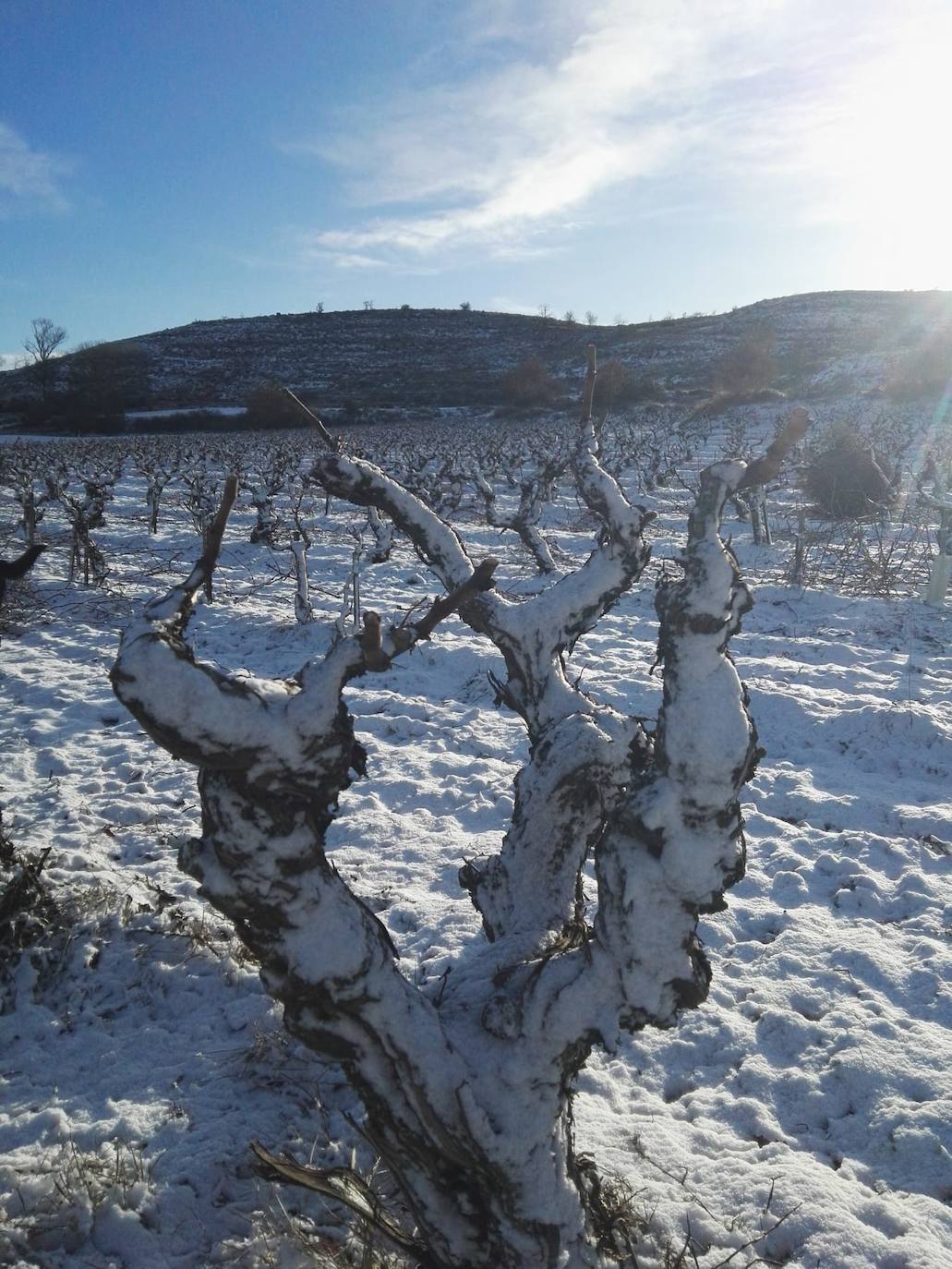 Viñedos nevados en Viejas de Izán, en Gumiel de Izán