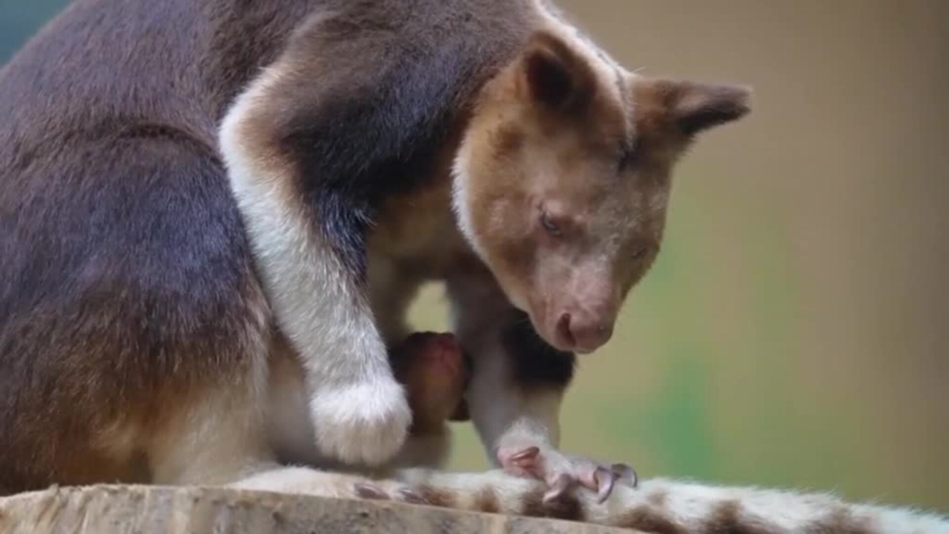 Nace un canguro de una especie en peligro de extinción en un zoo inglés