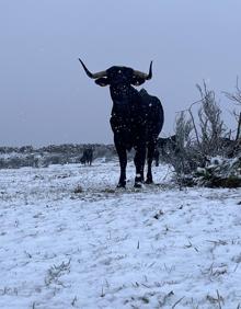 Imagen secundaria 2 - Vacas de raza morucha en San Felices de los Gallegos. 