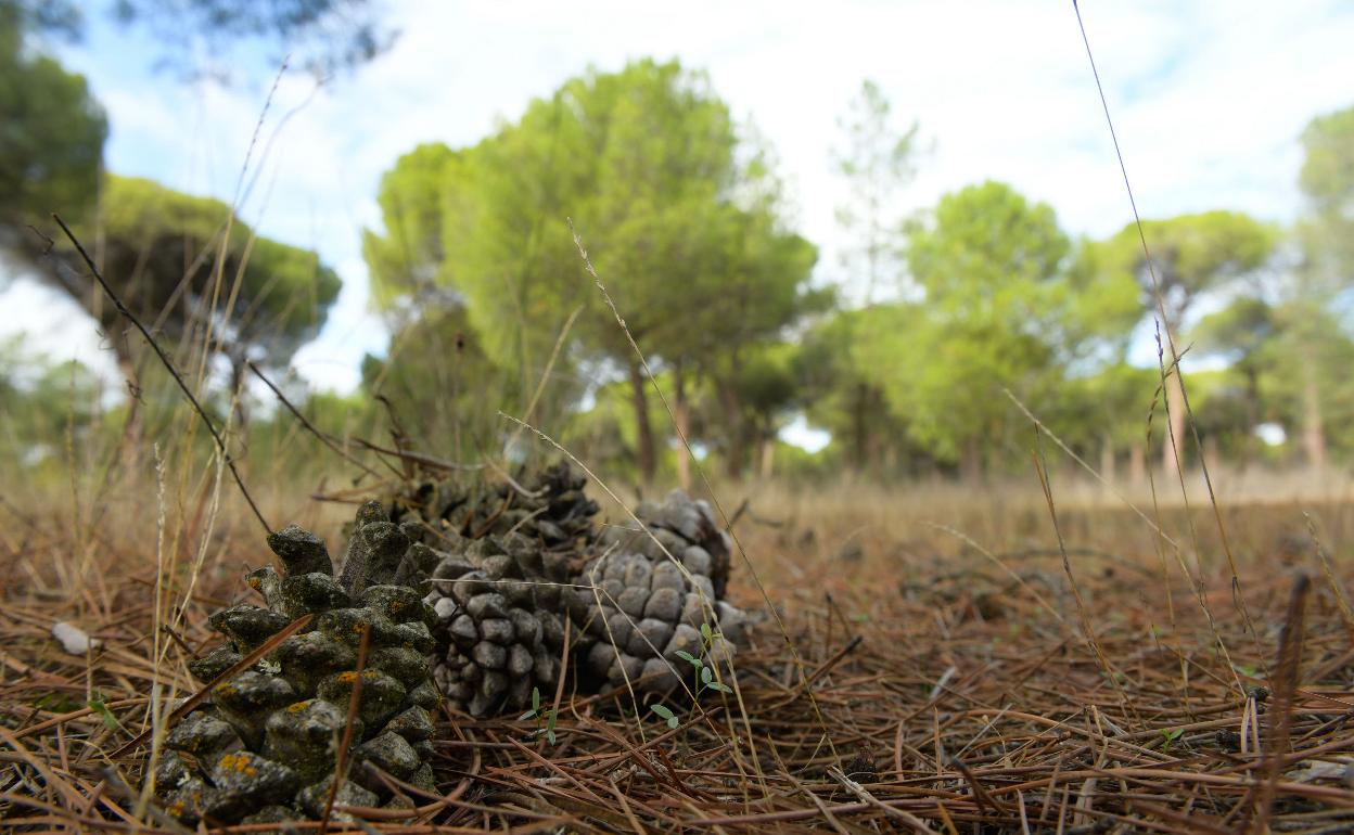 Piñas de pino piñonero en el término de Pedrajas de San Esteban. 