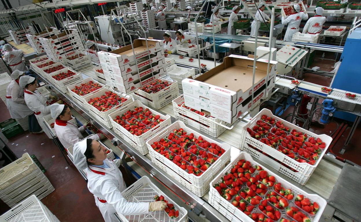 Imagen de archivo de una empresa de fruta con mujeres trabajadoras. 