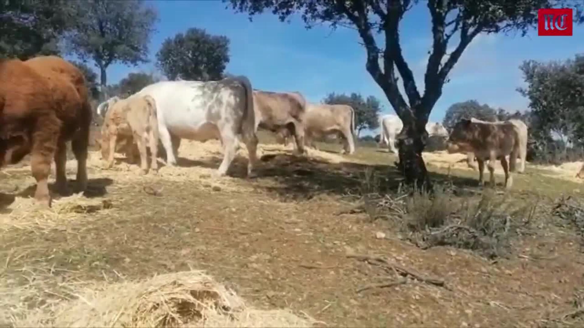 El tiempo en el campo de Castilla y León durante la semana del 13 al 19 de marzo