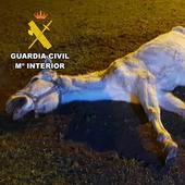 Investigado en Las Merindades por desatender a un caballo de su propiedad