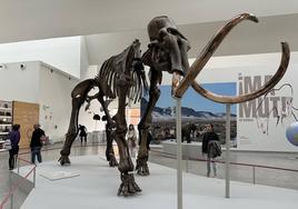 Exposición 'Un ¡Mamut! en Burgos' en el Museo de la Evolución Humana